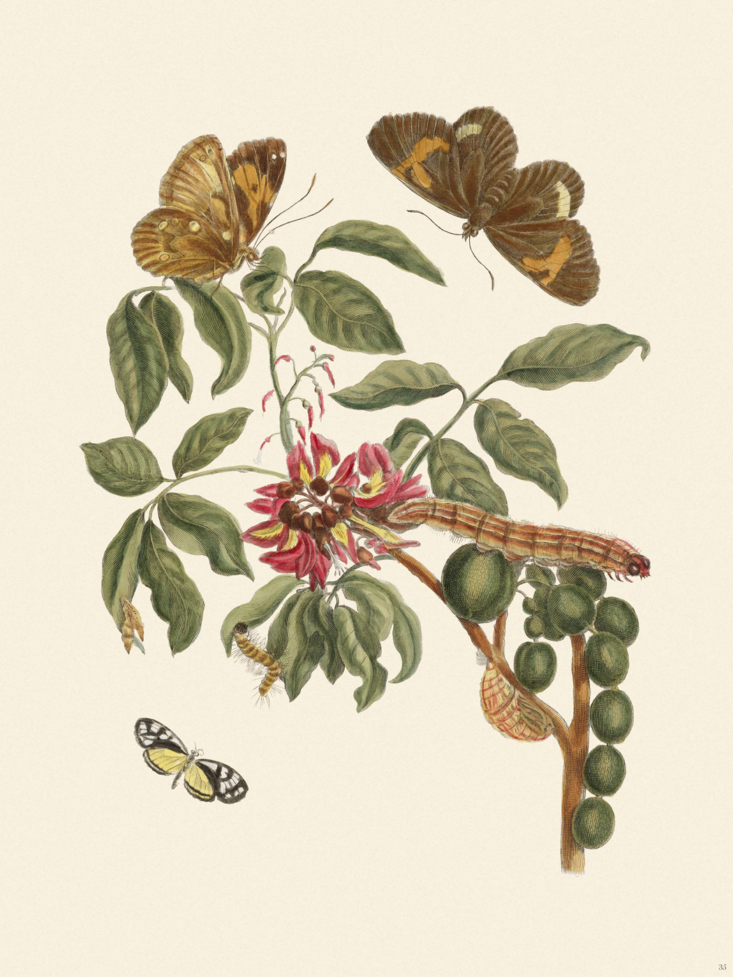 Merian Metamorphosis 35